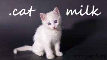 小猫奶 Cat Milk